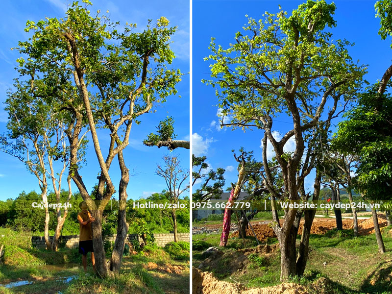 Vườn dâm ủ số lượng lớn cây Bồ Quân cao 5m, vanh gốc 100