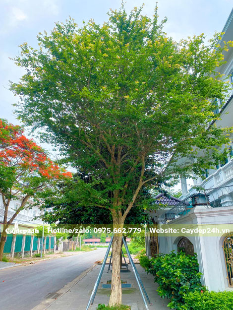 Cây Bồ Quân trồng công trình dáng siêu đẹp