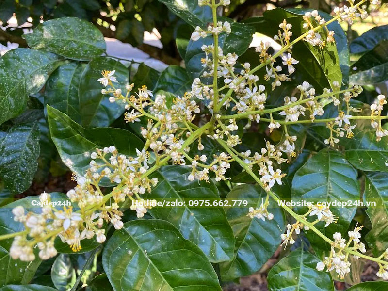 Chùm hoa Quất Hồng Bì màu trắng nhìn như hoa Nhãn