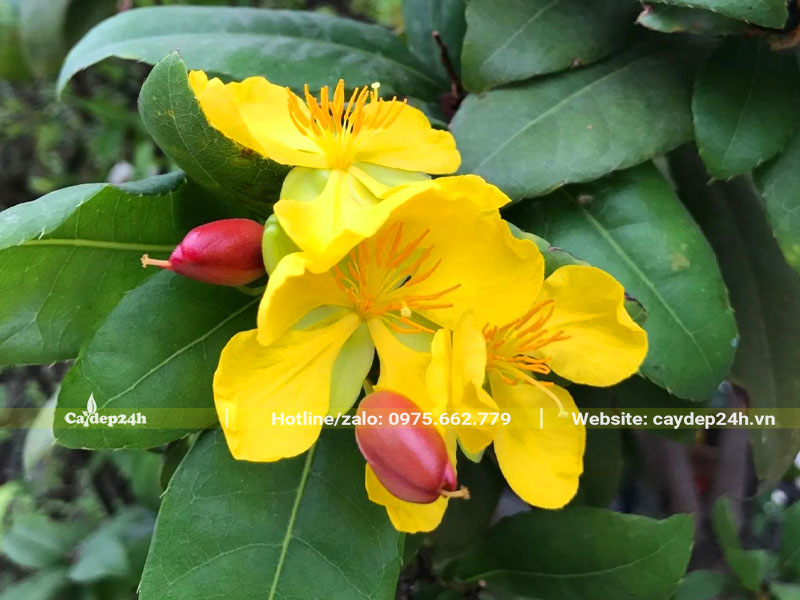 Chùm hoa Mai Tứ Quý nở ở đầu cành