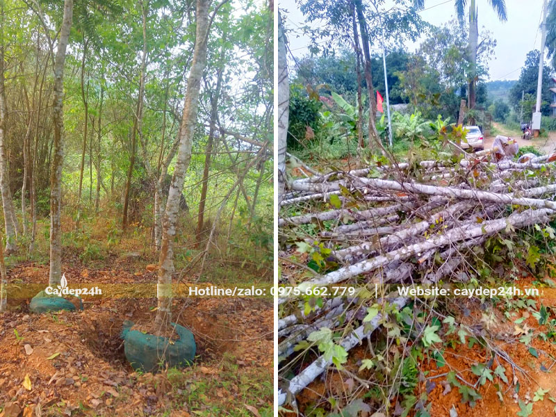 Đưa cây Sau Sau công trình đường kính bầu 40 - 45cm vào hố trồng