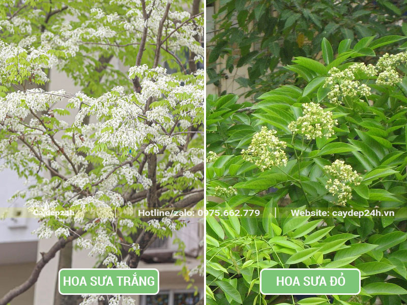 Hình ảnh hoa của cây Sưa Trắng và cây Sưa Đỏ
