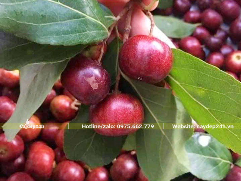 Chùm quả chín đỏ, căng mọng của cây Bồ Quân