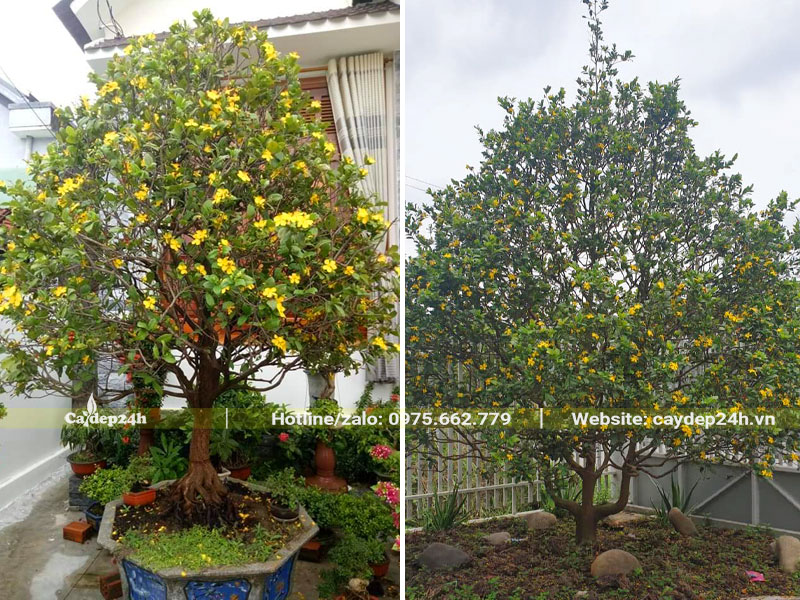 Trồng cây Mai Tứ Quý trang trí sân vườn