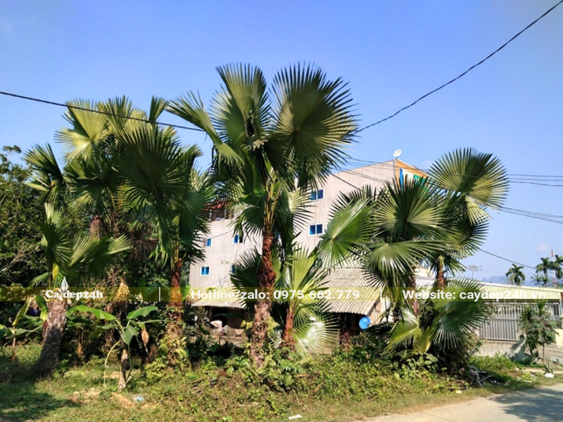 Những bụi cây Cọ Ta trồng lấy bóng mát
