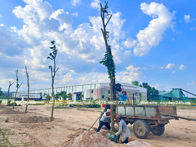 Trồng hàng cây Sưa Đỏ trong khuôn viên nhà máy