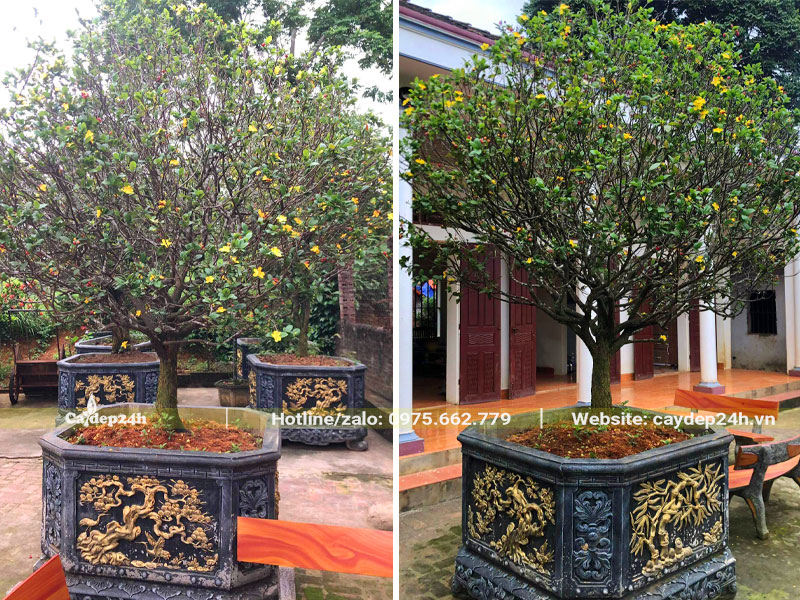 Chậu cây Mai Tứ Quý cổ thụ trồng trước sân nhà