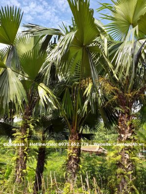 Hàng Cọ đang bắt đầu ra trái