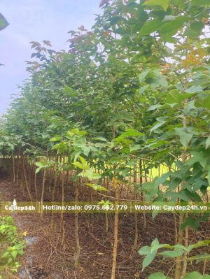 Vườn nuôi dưỡng cây Sau Sau nhỏ chiều cao hơn 2m