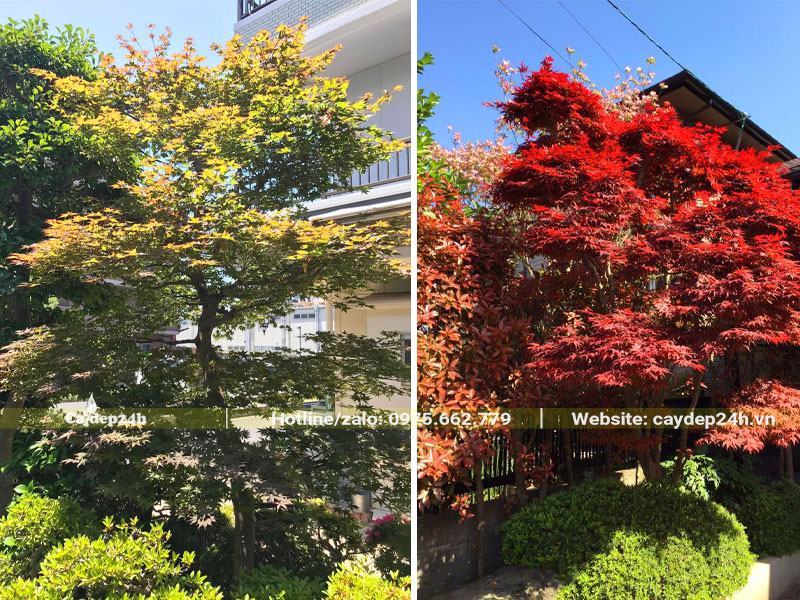 Cây Phong Lá Đỏ bonsai chiều cao hơn 2m trồng trước nhà