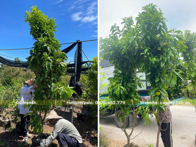 Trước khi vận chuyển cây được buộc cẩn thận