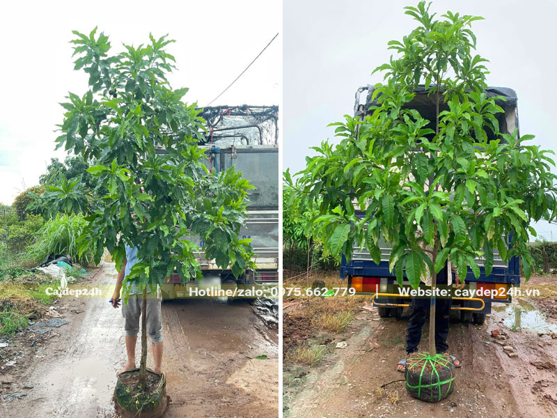 Vú Sữa quả vàng cao hơn 2m, đường kính gốc 4cm