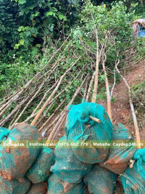 Bứng nóng cây ngân hạnh nhỏ đường kính gốc 3cm