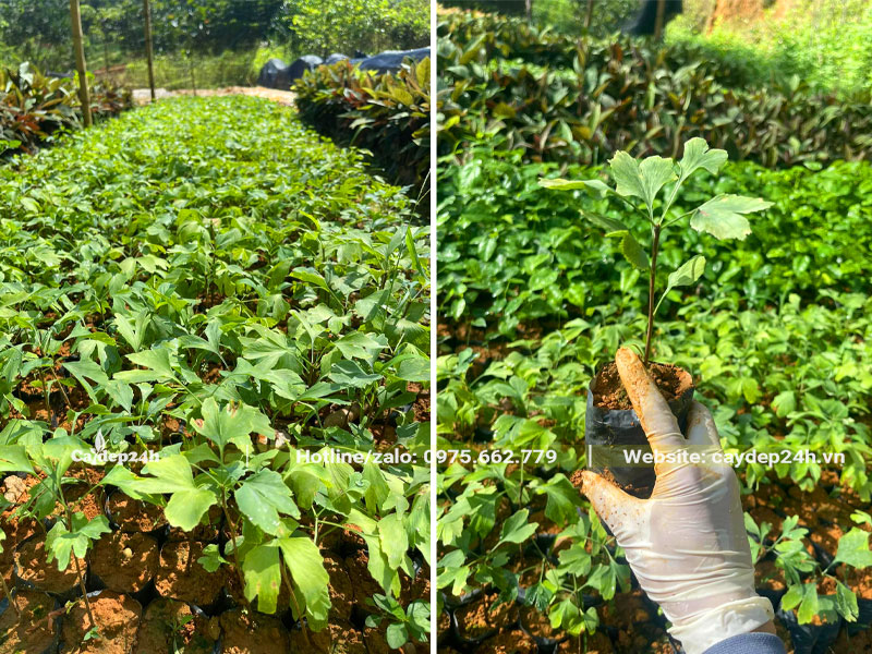Vườn nuôi dưỡng cây ngân hạnh giống