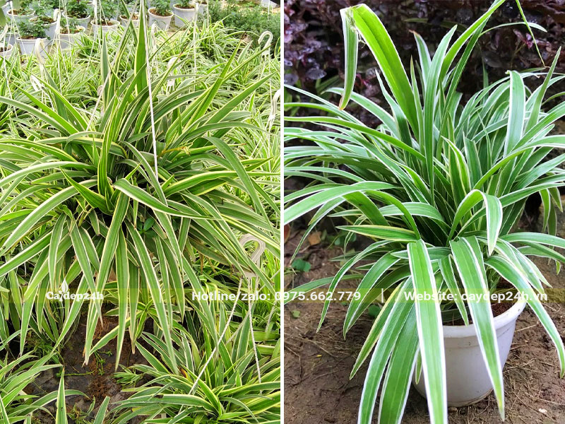 Cỏ Lan Chi thần chậu cao 25 - 30cm