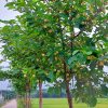 Cây Gáo Vàng nở hoa đẹp, trồng thành hàng rào hai bên đường