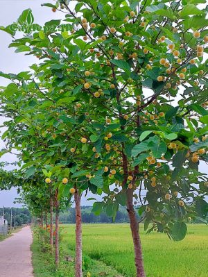 Cây Gáo Vàng nở hoa đẹp, trồng thành hàng rào hai bên đường