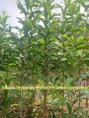 Vườn nuôi trồng hàng trăm cây vú sữa hoàng kim giống cao hơn 1m