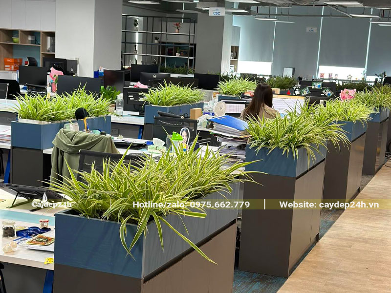 Trồng Cỏ Lan Chi trang trí văn phòng hiện đại