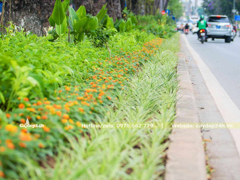 Trồng Cỏ Lan Chi tạo viền cho dài phân cách đường phố