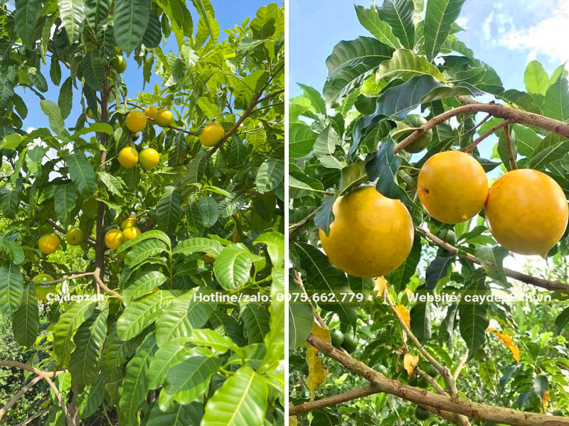 Cây Vú Sữa Hoàng Kim chín vàng, quả to, căng bóng