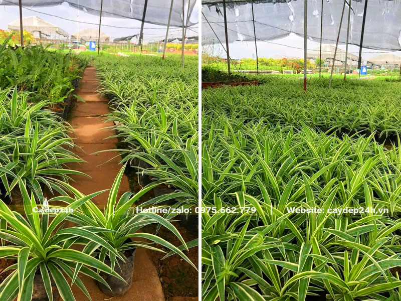 Hàng nghìn cây Cỏ Lan Chi dưỡng tại khu vực nhà vườn có mái che