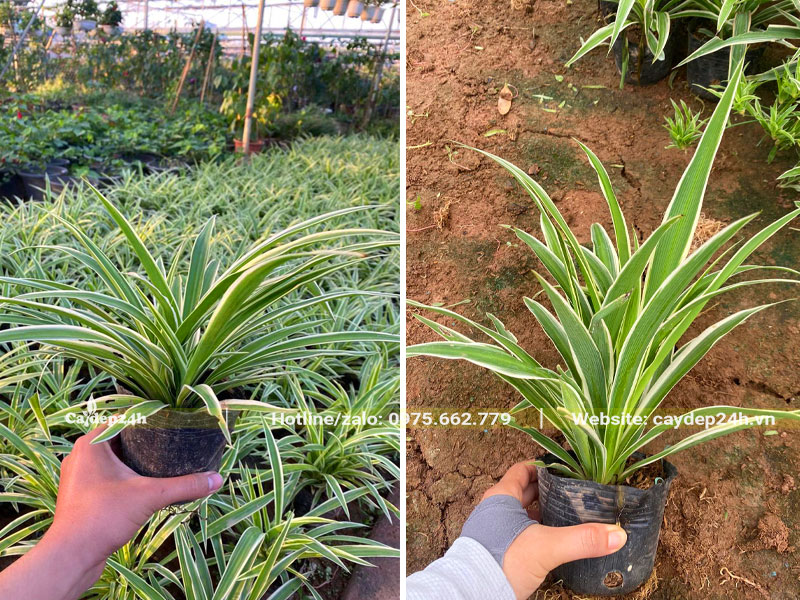 Nhặt chọn những bầu cây cỏ lan chi cao chiều cao 12 - 15cm