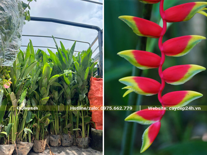 Những bầu cây Chuối Tràng Pháo cao hơn 1m được xếp gọn trên xe tải