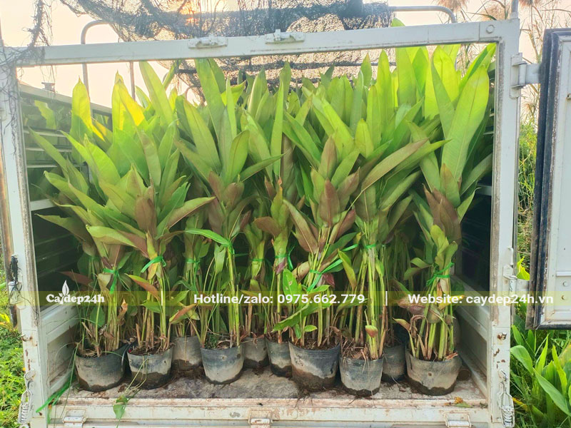 Chuẩn bị cây cho đơn hàng lớn vài trăm cây Chuối Tràng Pháo