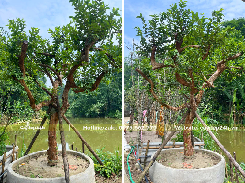 Trồng dâm ủ trong bầu nổi cây Ổi vanh 40, cao 2m