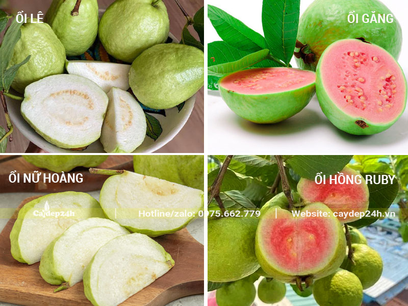 Các loại ổi phổ biến nhất ở Việt Nam