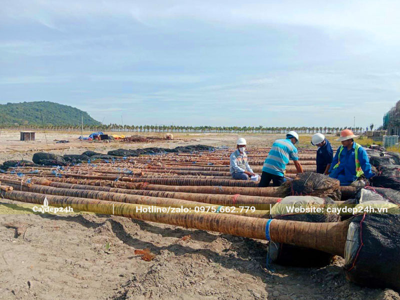 Tập kết những cây Kè Đỏ cao gần 10m tại nơi trồng