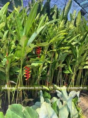Cây dưỡng ủ lâu năm đang ra hoa đẹp