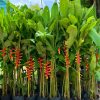Cây chuối tràng pháo cao 1m5
