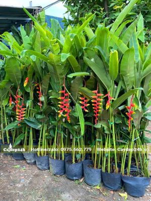 Hàng chục bầu cây chuối tràng pháo cao 1m2 - 1m5 được chọn ra để giao cho khách