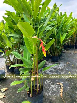 Cây chuối tràng pháo bắt đầu ra hoa