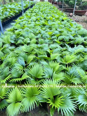 Luống cây giống Kè Đỏ cao từ 30cm có thể xuất vườn