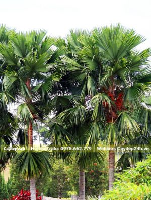 Cây Kè Đỏ lâu năm trồng lấy bóng mát trong khu đô thị