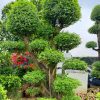 Cây Mai Chiếu Thủy công trình dâm ủ nhiều năm
