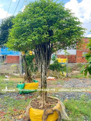 Mai chiếu thủy thân tree cao khoảng 2m