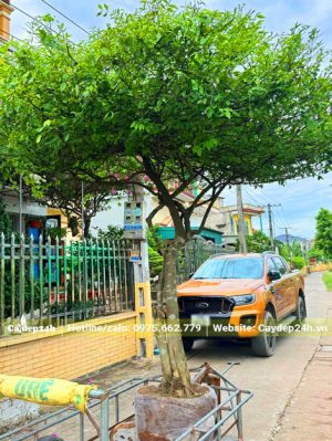 Cây hoa mai chiếu thủy đường kính gốc 8cm trồng sẵn trong chậu