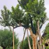 Cây Ổi cổ thụ dâm ủ nhiều năm cao hơn 4m