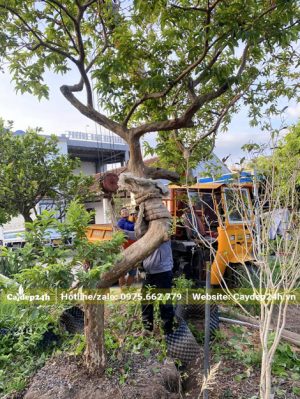 Bứng một cây ổi cổ thụ dáng đẹp vanh khoảng 60 - 70