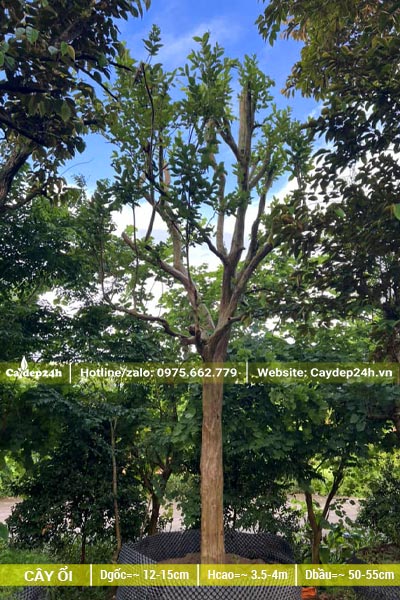 Dâm ủ cây Ổi cổ thụ cao 4 - 5m đã tỉa tay cành