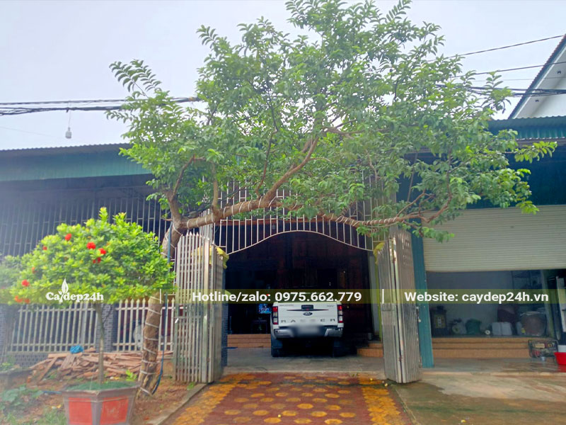 Cây Ổi cảnh dáng bàn trà trồng trước cổng nhà