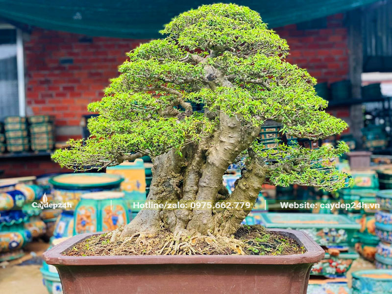 Chậu cây mai chiếu thủy bonsai đẹp