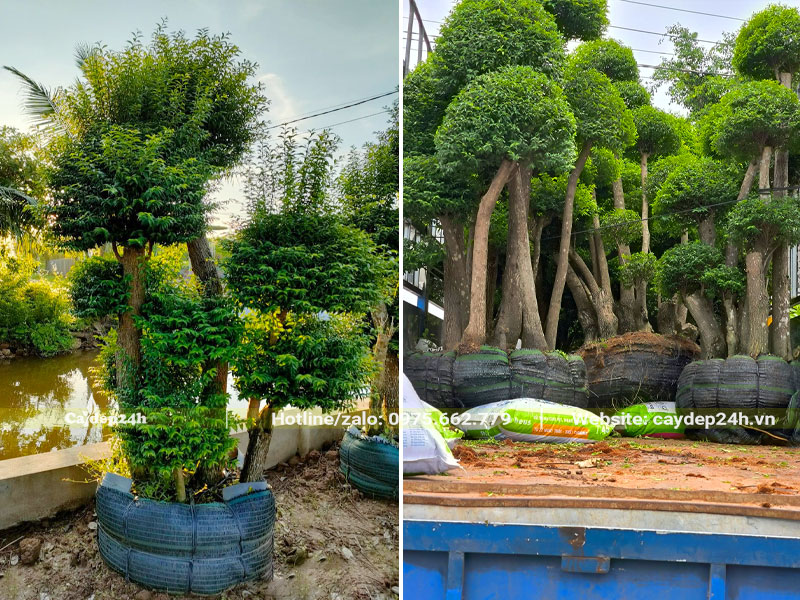 Chuyển cây lên xe giao tận nơi cho khách hàng