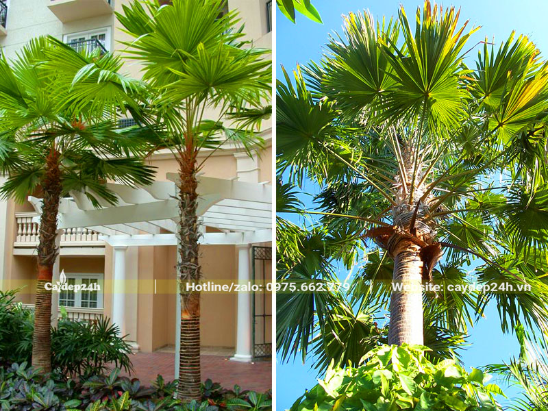 Cây Kè Bóng trồng trang trí sân vườn biệt thự