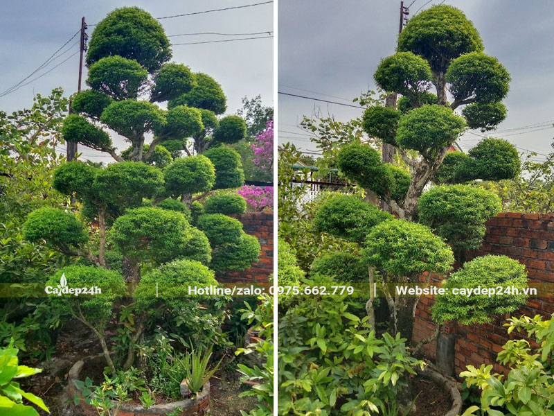 Cây Mai Chiếu Thủy lá kim cao 3m, dáng tùng phân tán đẹp