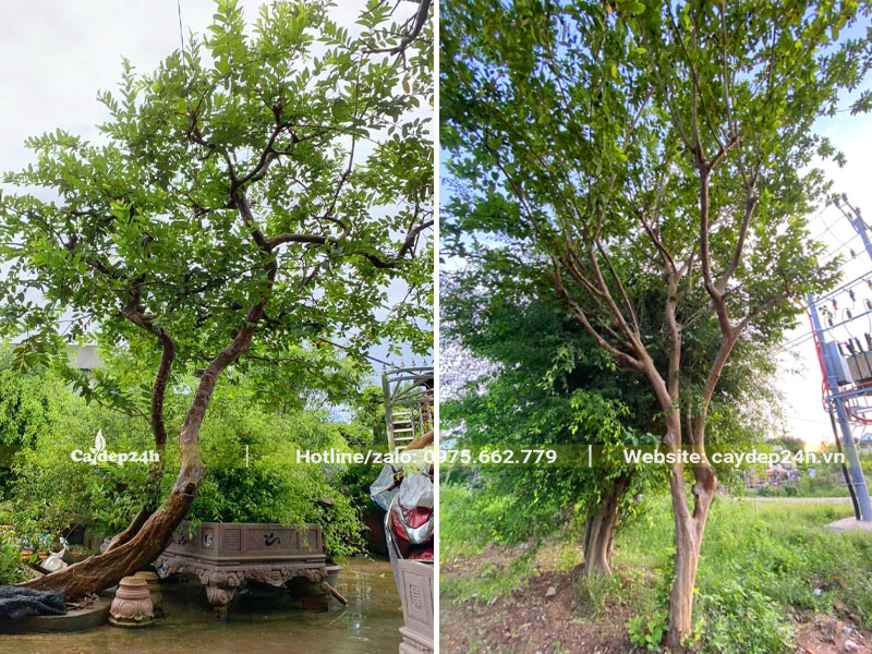 Cây ổi trồng lâu năm cao 3 - 5m